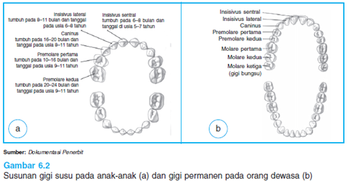Susunan gigi anak anak Susunan gigi anak anak