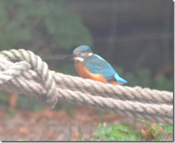 kingfisher at thrupp by dave