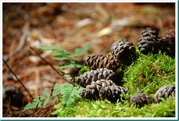 Pinecone Cake