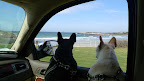 Sharkey, I can see why so many people decided to summer here.  Look at the beach!  It's beautiful!
