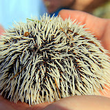 This White And Black Puffball Was Another Of Calvin's Sea Critters - Philipsburg, St. Maarten