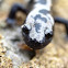 Marbled Salamander