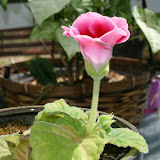 Flowers 3
