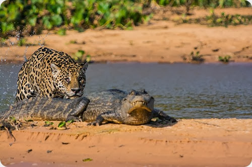 jaguar vs caiman4