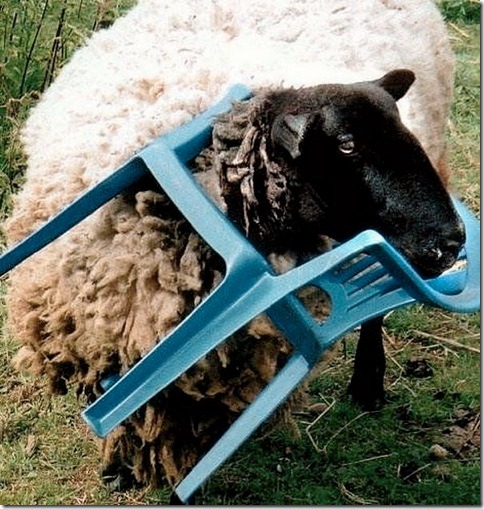 animales con problemas (5)