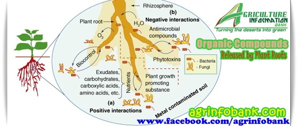 Organic Compounds Released by Plant Roots