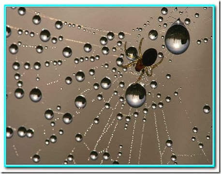 Gotas de fortalecimento Gotas de fortalecimento