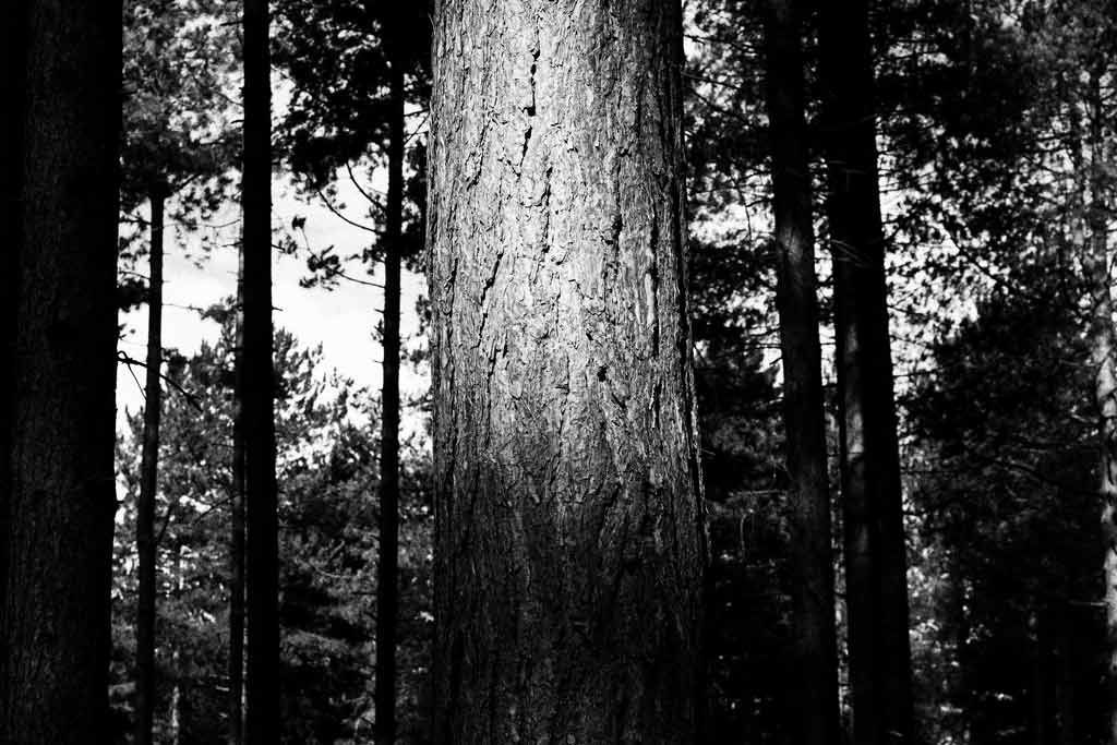 [The-Trees-11%255B3%255D.jpg]
