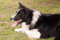 Sheepdog