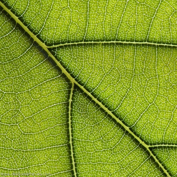 natureze-nature-padrao-pattern-desbaratinando (1) natureze-nature-padrao-pattern-desbaratinando (1)