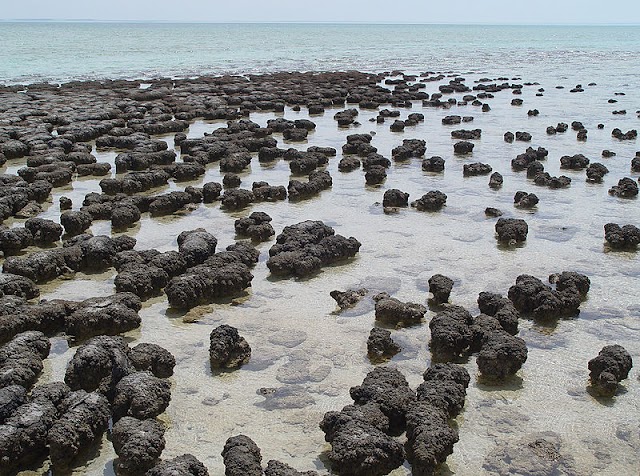 800px-Stromatolites_in_Sharkbay.jpg
