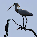 IMG_0906-Crop 1.jpg