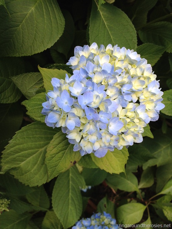[hydrangea8.jpg]