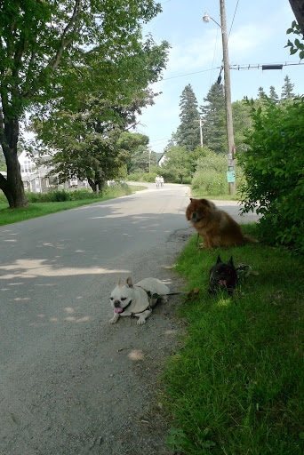 Ah, the lazy days of summer...you know what, Franny and GK?  Why do we have to be such lazy dogs?  Maybe we should get summer jobs!  Let's go check out the shops and see if anyone is hiring!