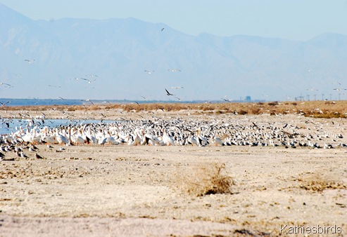 13. beach full of birds-kab