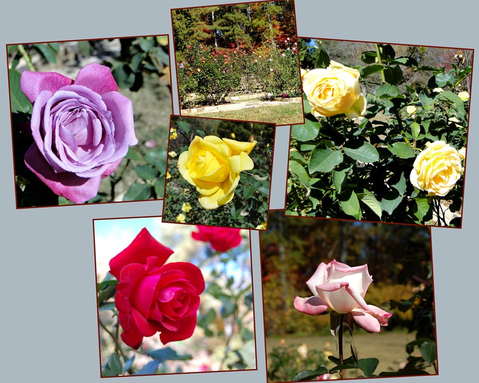 [autumn%2520roses%2520%255B5%255D.jpg]