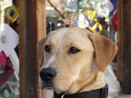Stanley had some big disappointments in his younger days but fortunately they are all distant memories now that he has a dedicated and loving forever family... and 2 human brothers to watch over!