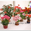 Horticulture 001.jpg