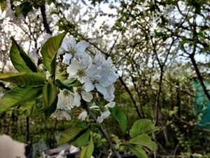 Summer Cabin, Spring Flowers and Open Green Fields (Pics) - Apple blossoming