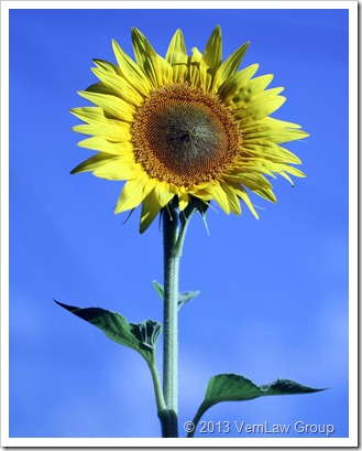 SunflowerIMG3310