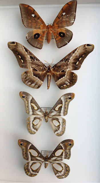Saturniidae (de haut en bas) : Pseudobunaea cleopatra AURIVILLIUS, 1893, Epiphora mineti DARGE, 1994, Epiphora rectifascia ROTHSCHILD, 1907. Brahmaeidae : Dactyloceras lucina DRURY, 1782. Ebogo, avril 2012. Coll. et photo : J.-M. Gayman
