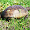 Gopher Tortoise
