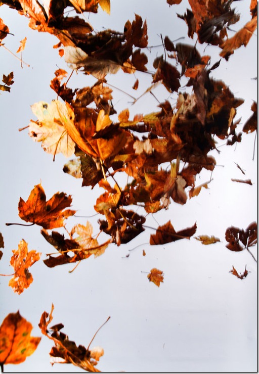 Floating_leaves_004_by_ISOStock Floating_leaves_004_by_ISOStock