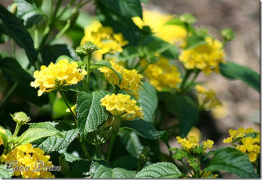 FPC_Lantana2_Aug18