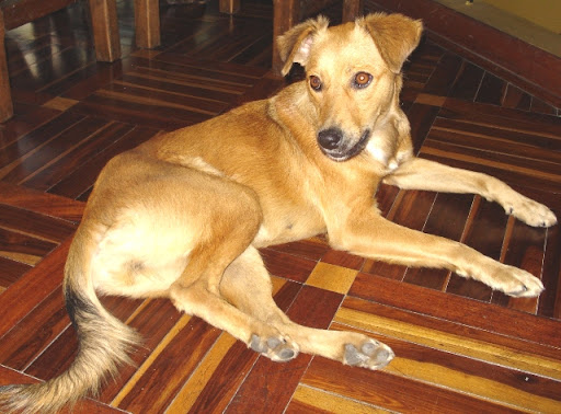 Ella es muy tranquila.JPG