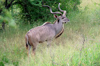 Det er denne flotte kudu-han derimod!