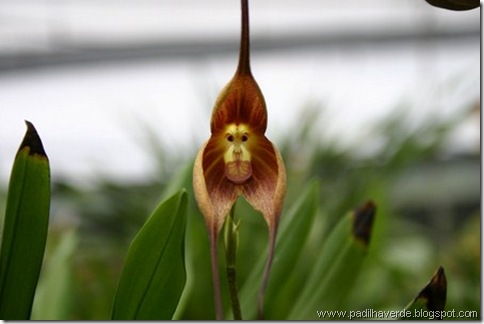 Monkey Orchids (1)
