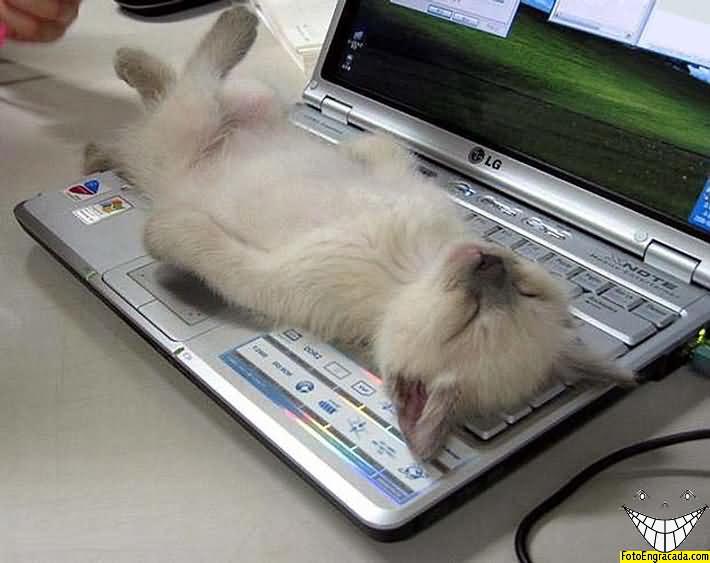 Gato folgado