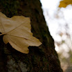 DSC_7107.jpg