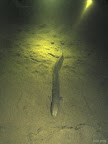 Eel: caught in the spot light between the Volvo and hump