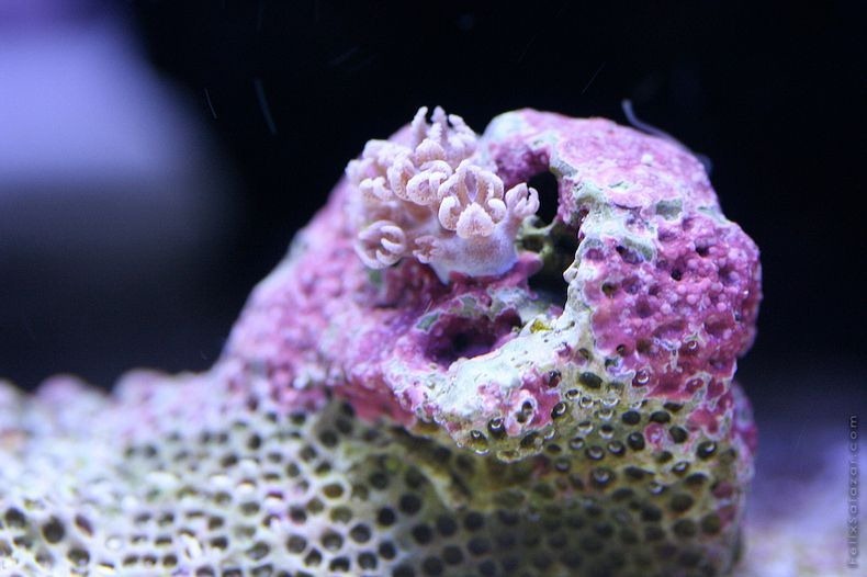 corals-2 corals-2