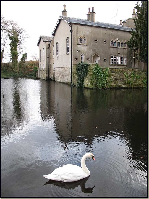 Mute Swan in the moat of Wigan Golf Club's manor house HQ