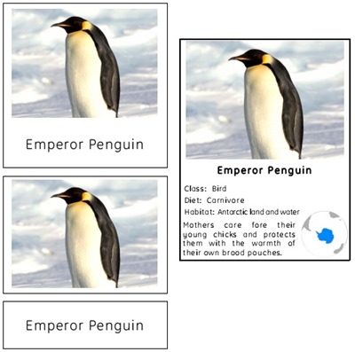 Animals Around the World
