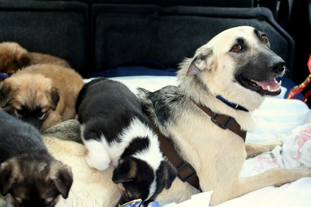 [Chiqui%2520y%2520cachorros%255B4%255D.jpg]