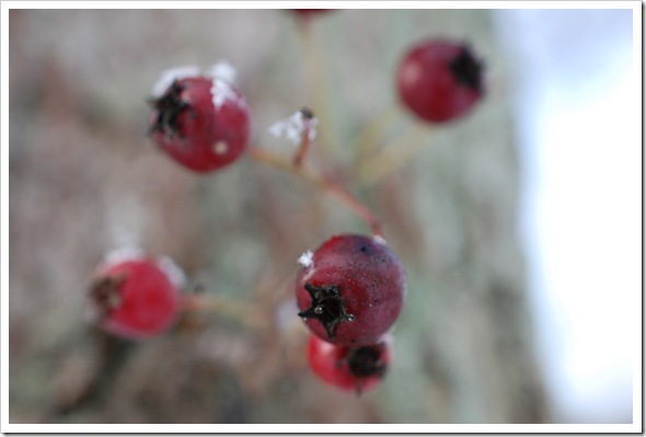 Berries