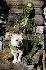 It started when we came back from a long walk and found these horrors at the gate! - spiders and a green skeleton!