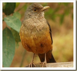 Sabiá-laranjeira (Turdus rufiventris). Foto: M. Eiterer. Sabiá-laranjeira (Turdus rufiventris). Foto: M. Eiterer.