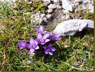 Genzianella germanica Genzianella germanica