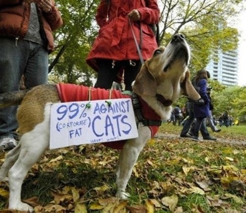 cute-pets-at-occupy-wall-street-08
