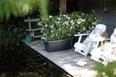Green-Basics-Garden-XXL-Living-Black-Landscape