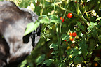 Sharkey, I'll pick some of these super sweet spoon tomatoes, which Martha loves to pop in her mouth!