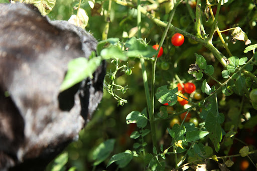 Sharkey, I'll pick some of these super sweet spoon tomatoes, which Martha loves to pop in her mouth!