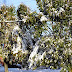 2011-12 First Winter Storm 1003.jpg