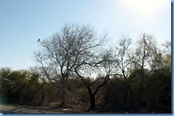 5847 Texas - US-77 South - one of dozens of bird of prey alongside US-77