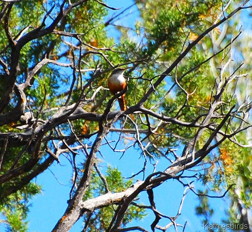 11. canyon wren-kab 11. canyon wren-kab