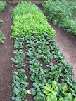 And now, Shaun - do you suppose you can show me how to pick some baby spinach?